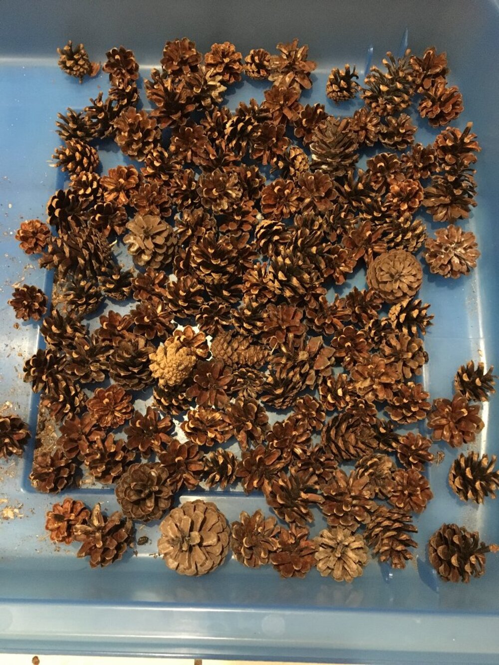 Bulk of small pinecones for Crafting or Decor